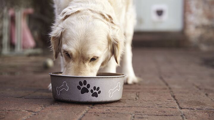 Labrador Eating from Dog Bowl